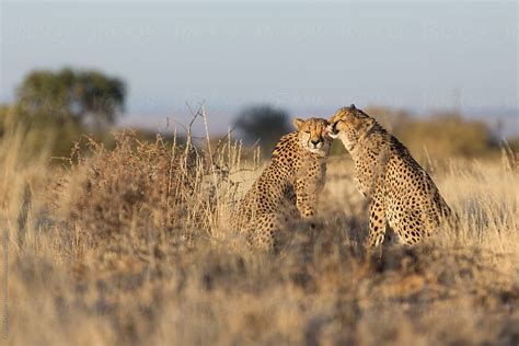 Cheetah Acinonyx Jubatus Cleaning Each Other After A Meal Del