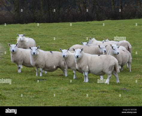 Domestic Sheep North Country Cheviot Ewes Lairg Type Flock Standing