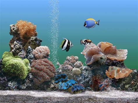 Dream Aquarium Screensaver Screnshots