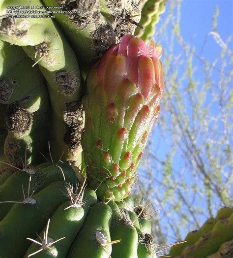 Plantfiles Pictures Baja Organ Pipe Cactus Pitaya Xoconostle
