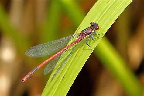 A Red And Black Dragonfly Sitting On Top Of A Green Plant Leaf In The Sun
