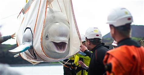 2 Beluga Whales Rescued From Captivity Visit The Ocean