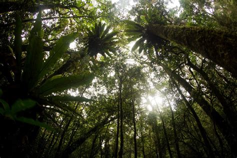 Canopy Of Rainforest - 