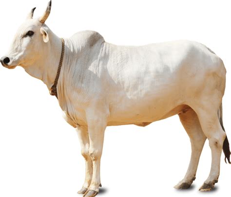 Collection Of Cow Hd Png Pluspng