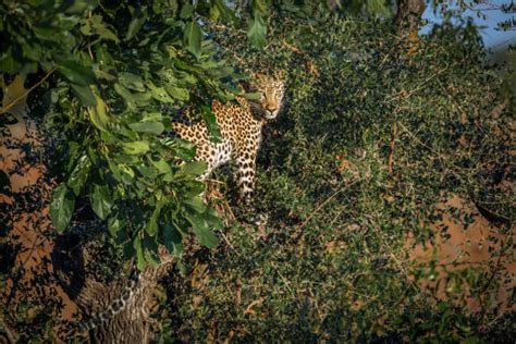 80 Hiding Bush Leopard Africa Stock Photos Pictures And Royalty Free