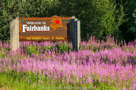 Alaskaphotographics Fireweed And Welcome To Fairbanks Sign