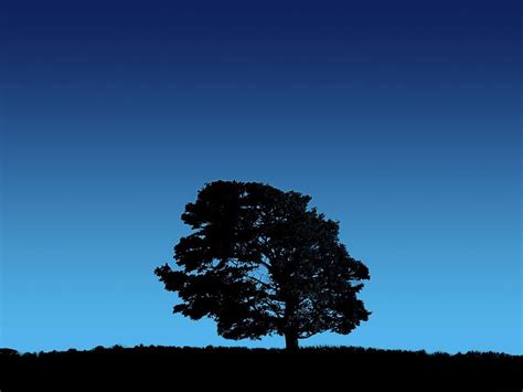 Cool Blue Tree Background Cool Tree Backgrounds 64 Pictures Blue