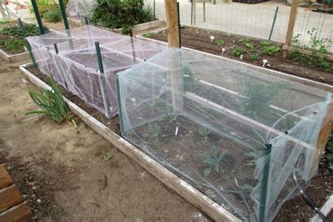 Check spelling or type a new query. How to Prevent Worms From Destroying the Broccoli? | Blog ...