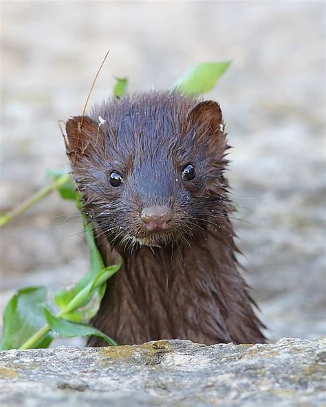 The Curious Face Of A Baby Mink Taken Along A Stream In St Louis