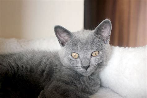 Chartreux Kittens For Sale From Cattery Grace Grey Cz Year 2016