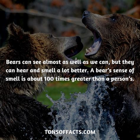 Two Bears Are Fighting In The Water With Their Mouths Open And One Bear