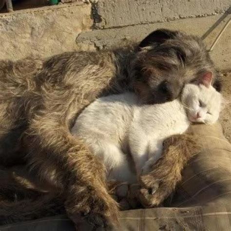 Too Cute Cats And Dogs Cats And Dogs Sleeping Together