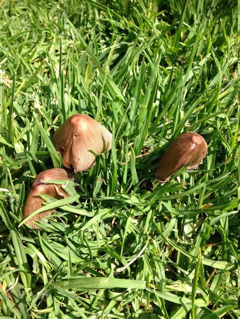 Are These Magic Mushrooms Mushroom Hunting And Identification