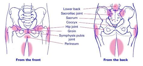 Groin diagram strain anatomy injury muscles treatment muscle pain symptoms pull adductor pulled causes female massage tear recovery injuries hip. Pelvic girdle pain during pregnancy - Body Organics