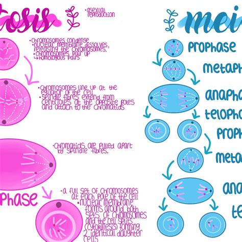Meiosis And Mitosis Etsy