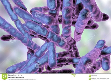 Bacteria Bifidobacterium Gram Positive Anaerobic Rod Shaped Bacteria