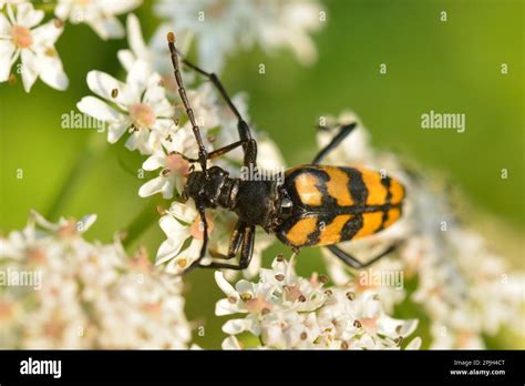 Four Banded Long Hair Beetle Stock Photo Alamy