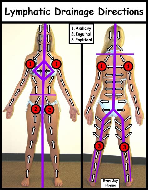 Lymphatic Drainage Directions With Images Lymphatic Drainage