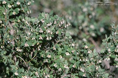 Roundleaf Snowberry Blooming In Morgan County Mia Mcphersons On The