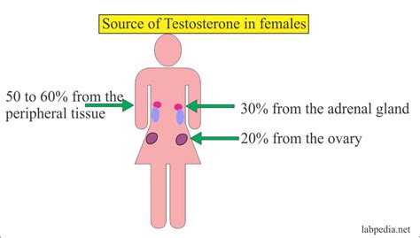 Testosterone Total And Free Testosterone