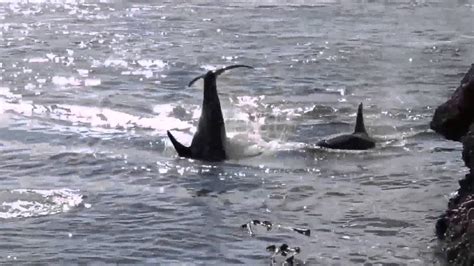 About 50 Orca Killer Whales Playing In Active Pass Galiano Island