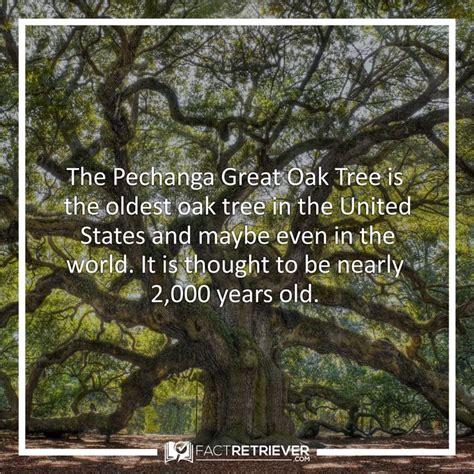 26 Oak Tree Facts That Will Shock You Factretriever Cool Science