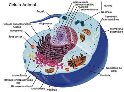 A Célula Animal Estrutura Características Gerais Funções