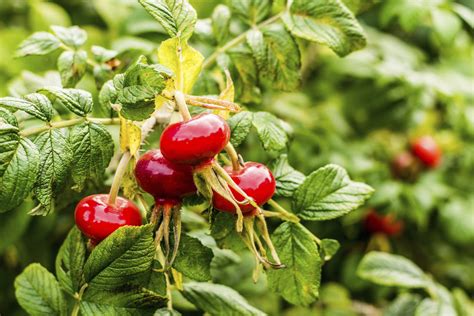 Der garten muss auf den kommenden winter und den nächsten frühling vorbereitet werden. Hagebutten: Jetzt im Oktober ernten | Garten-Tipps | Garten