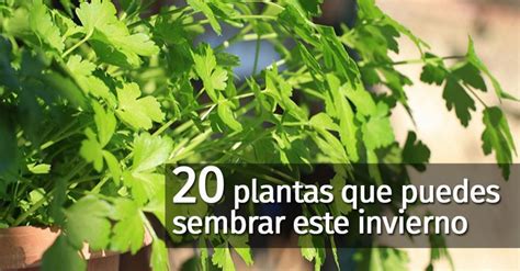 20 Plantas Resistentes Al Frío Que Puedes Plantar Este Invierno 🏰