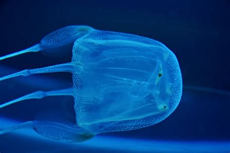 A Guide To The Different Types Of Jellyfish In The Ocean American Oceans