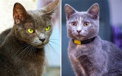 Korat Vs Russian Blue Cat—whos Wild And Whos Mild