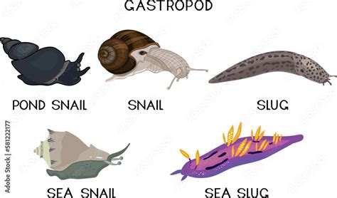 Types Of Gastropod Molluscs Land Snail Pond Snail Sea Snail Slug