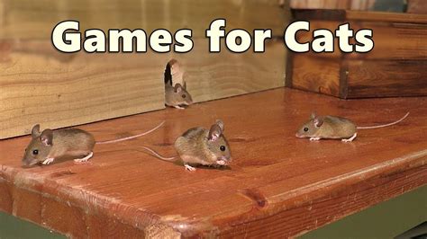 Cat Games Mouse Watch Tv ~ Mice For Cats To Catch 🐭 Youtube