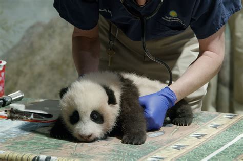 Newly Named Panda Cub Is Still Online As National Zoo Closes Doors