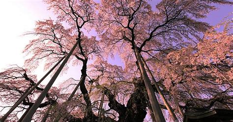Under A 1000 Year Old Weeping Cherry Blossom Tree In Japan Imgur
