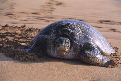 Satellite Tracking Finds Turtle Foraging Areas In Australias North West