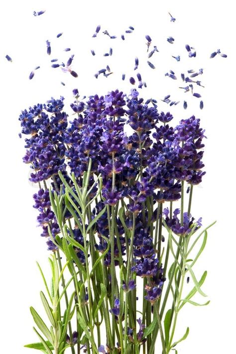 Fresh Lavender Flowers Isolated On Stock Image Colourbox