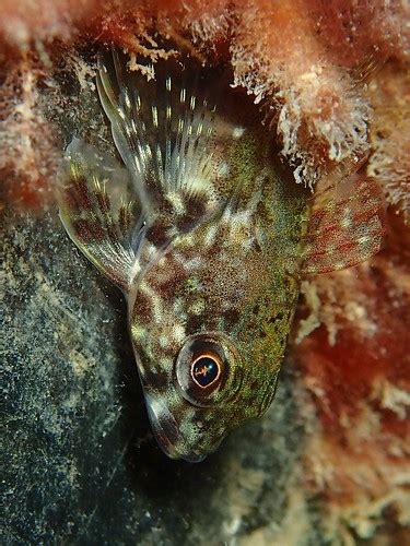 Thornfish Bovichtus Angustifrons Nick Shaw Flickr