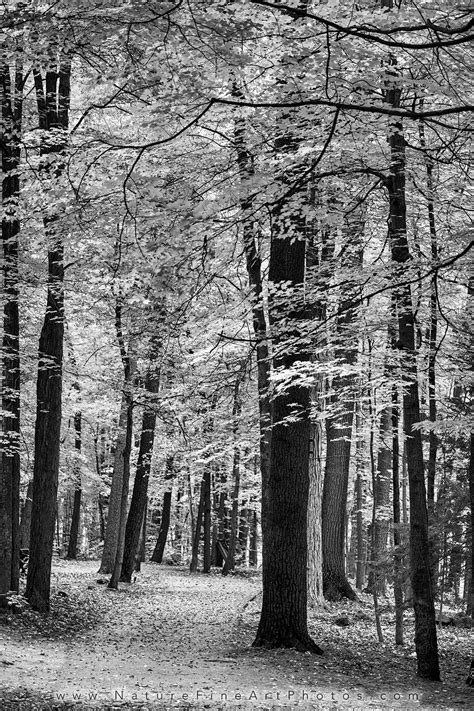 Black White Photo Adirondacks New York Nature Photos