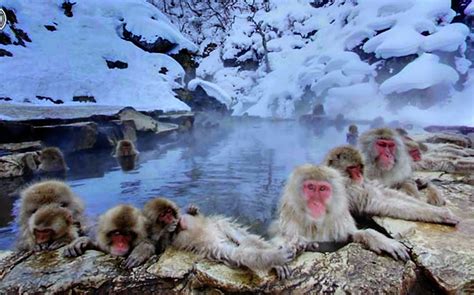 Jigokudani is as nearly as far north as it gets for monkeys (the furthest extreme being the shimokita peninsula at the northern part of the honshu island). 5-five-5: Jigokudani monkey park (Yamanouchi - Japan)