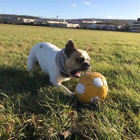 Playing With Your French Bulldog The Ultimate Guide