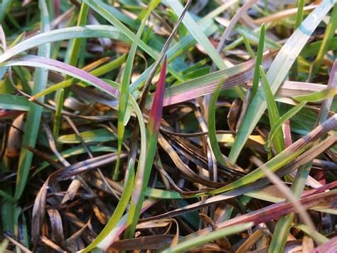 How To Get Rid Of Centipede Grass 6 Powerful Methods