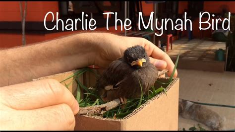 Taking Care Of A Mynah Bird Baby Bird Growing Up Youtube