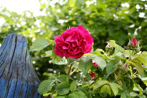 Rose Rose A Parfum De Lhay