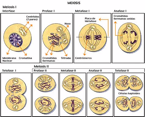 Biologia Mitosis Y Meiosis
