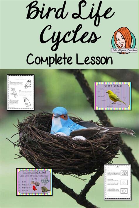 Birds Life Cycles Complete Science Lesson In 2020