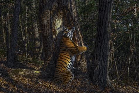 Psbattle This Tiger Hugging A Tree Rphotoshopbattles