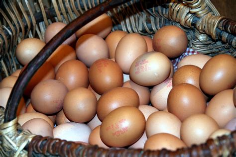 INSOLITE Une poule pond un œuf géant de 249 grammes