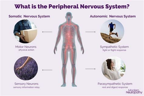 What Is Peripheral Neuropathy Modern Neuropathy