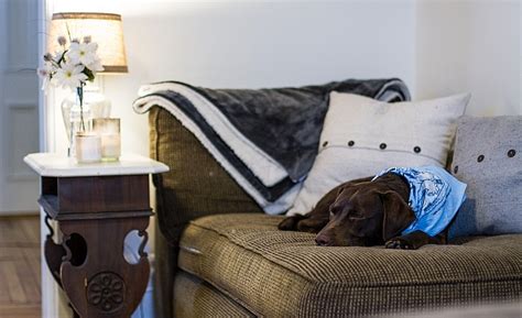 Unfortunately, it is not made for. 5 Best Dog Couch Covers: Protect Your Sofa from Your Pup's ...